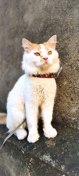 Urgent Sale Persian Cat 7