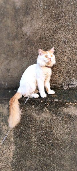 Urgent Sale Persian Cat 8