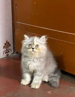 persian kitten available now 03104479848