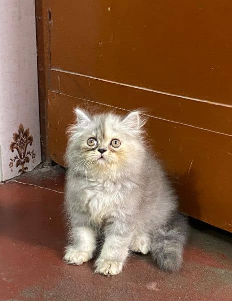 persian kitten available now 03104479848 0