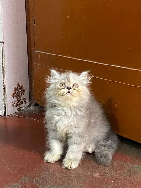 persian kitten available now 03104479848 1