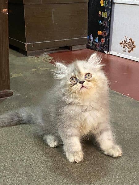 persian kitten available now 03104479848 2