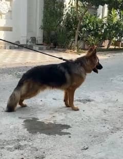 German Sheperd Double Coat 0