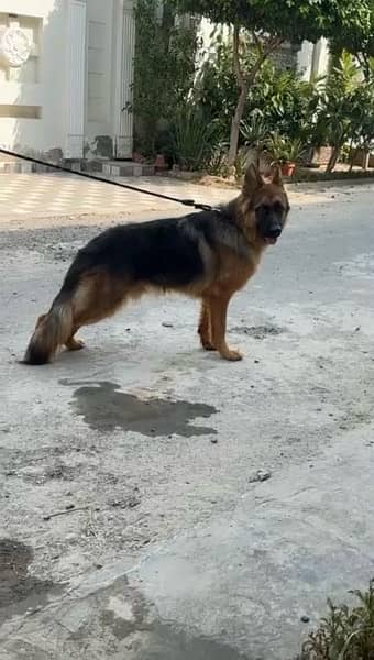 German Sheperd Double Coat 2