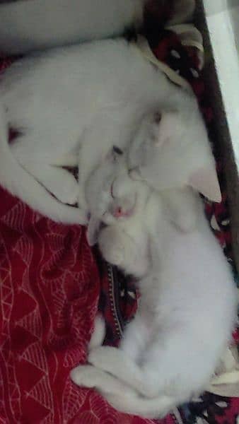 4 Persian Kittens of 3 months are up for adoption. read description . 4