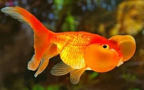 Bubble Eyes Goldfish Pairs Available