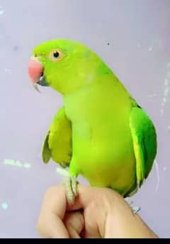 hand team parrot for sale 03054636833