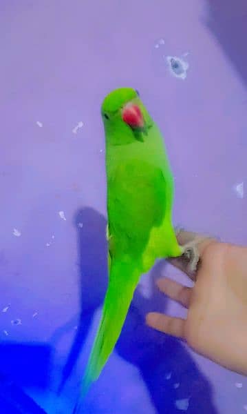 hand team parrot for sale 03054636833 2