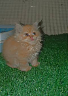 Persian Female kitten available