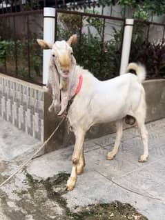 gulabi / Goat / Bakri /  Sindhi bread / بکرے / Sindhi nasal