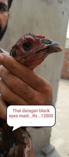 Thai daragan black eyes madi