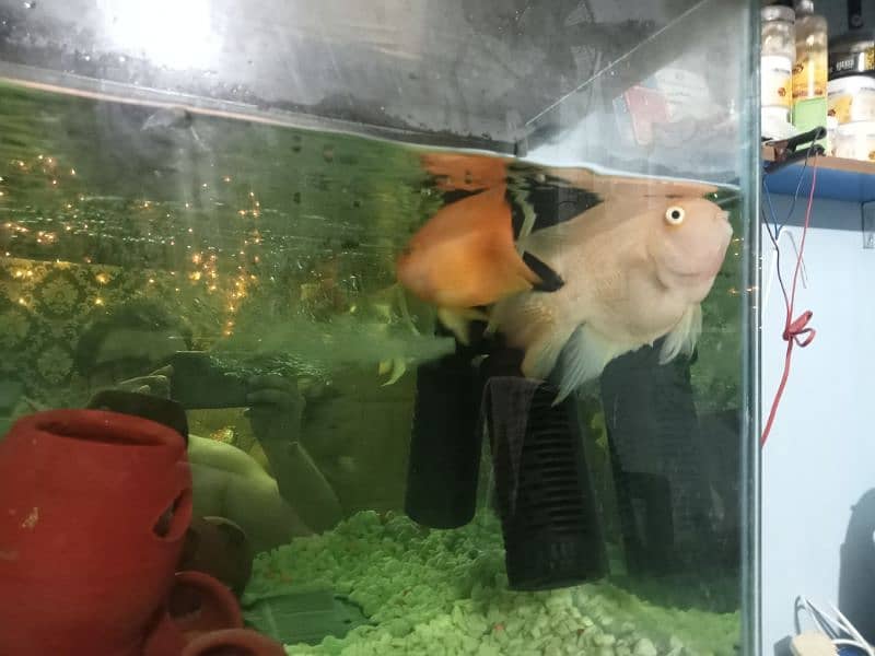 parrot fish jumbo size 3