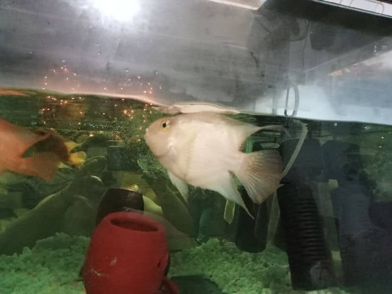 parrot fish jumbo size 4