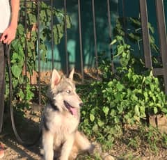 siberian husky 4 months old