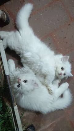 Persian kittens pair