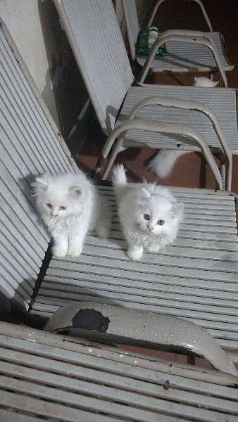 Persian kittens pair 1