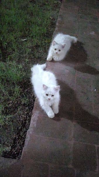 Persian kittens pair 2