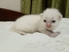 Himalayan kitten+ Persian kittens available   each kitten 8k