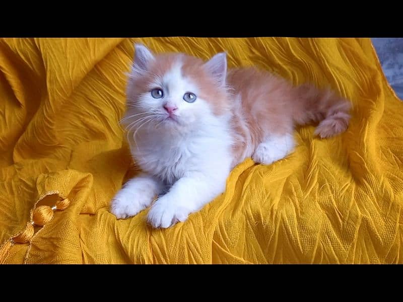 persian Unique colour kittens 2