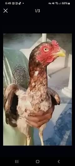 Mian Wali Aseel female and Pakistani Black Aseel female for sale