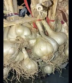 Garlic