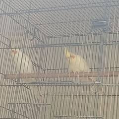 birds+ cages urgent sale