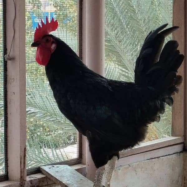 Rooster for Sale 3