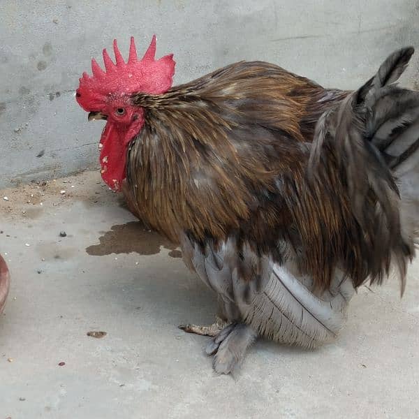 Rooster for Sale 4