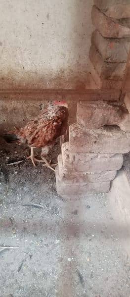 jawa breeder Female available for sale in Multan 7