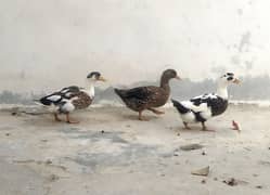 Ducks