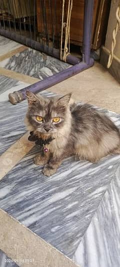 persian cat gray 0