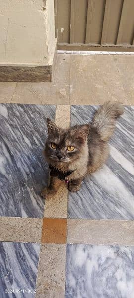 persian cat gray 2