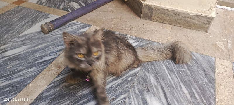 persian cat gray 3