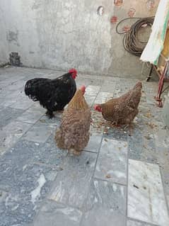 Hen for Sale- Price 8500