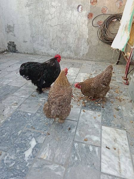 Hen for Sale- Price 8500 0