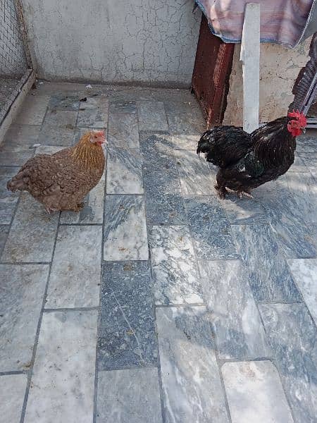 Hen for Sale- Price 8500 1