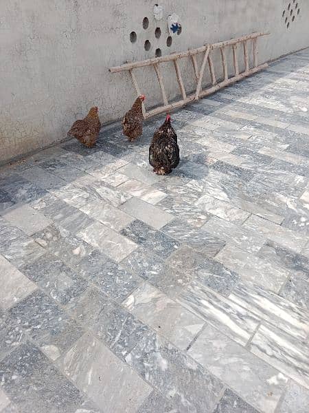 Hen for Sale- Price 8500 2