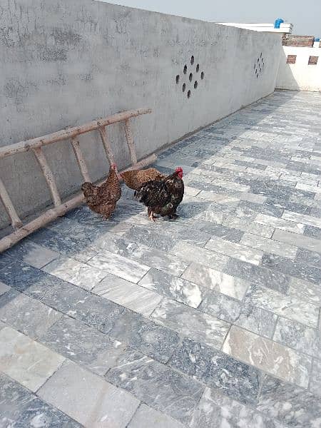 Hen for Sale- Price 8500 3