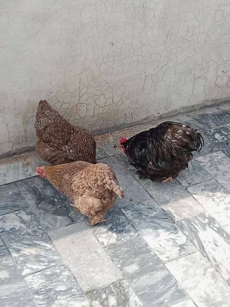 Hen for Sale- Price 8500 4