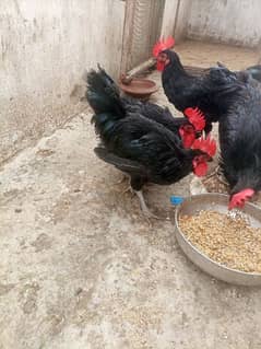 Australorp