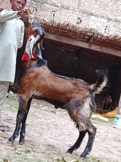 Shera Print Bakra