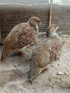 Full size Sindhi teetar pair  healthy and active