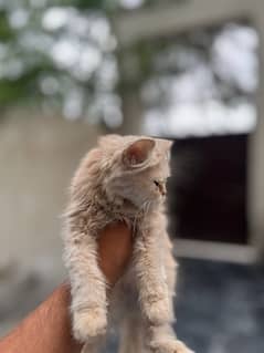 MALE PERSIAN CAT