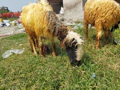 Mundri sheep