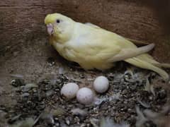 Breeder Parrot pair with eggs and chicks 0