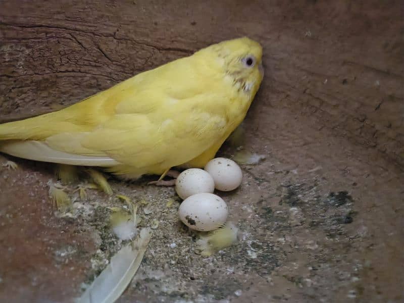 Breeder Parrot pair with eggs and chicks 1