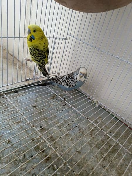 Breeder Parrot pair with eggs and chicks 2