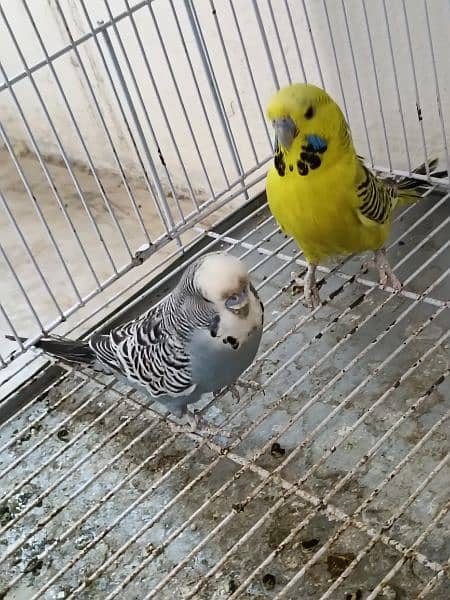 Breeder Parrot pair with eggs and chicks 3