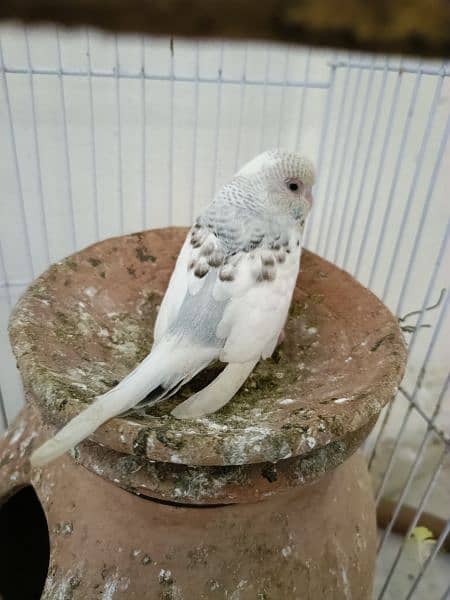 Breeder Parrot pair with eggs and chicks 4