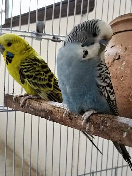 Breeder Parrot pair with eggs and chicks 5